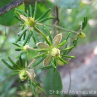 Clematis zeylanica (L.) Poir.